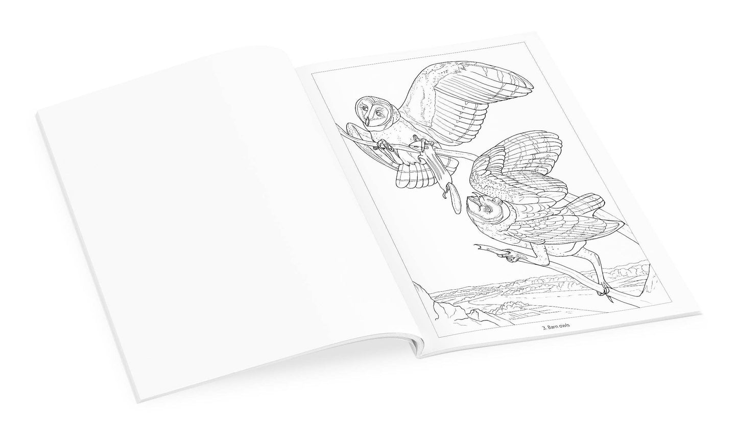Owls Coloring Book