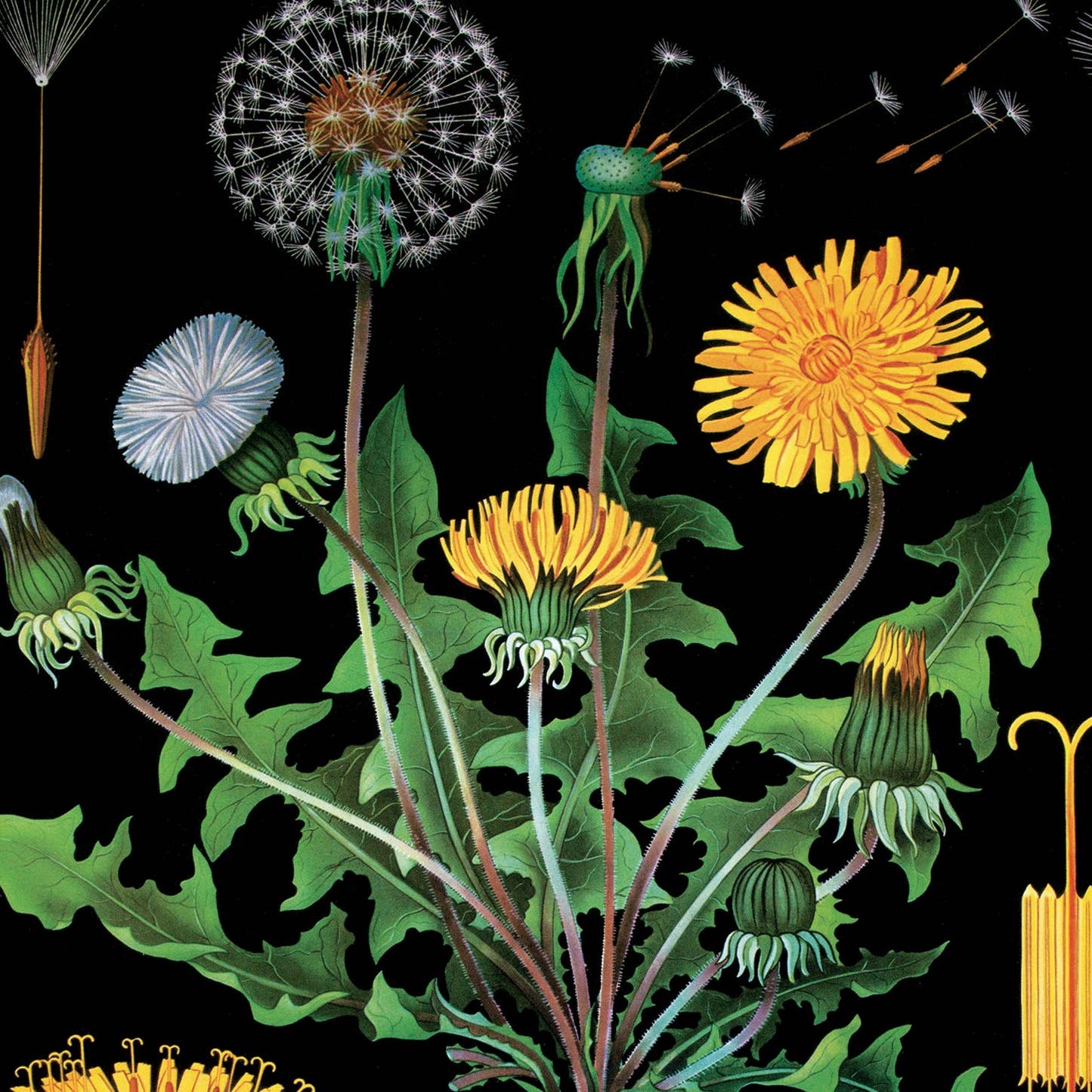 Vintage Botanical Black Dandelion print