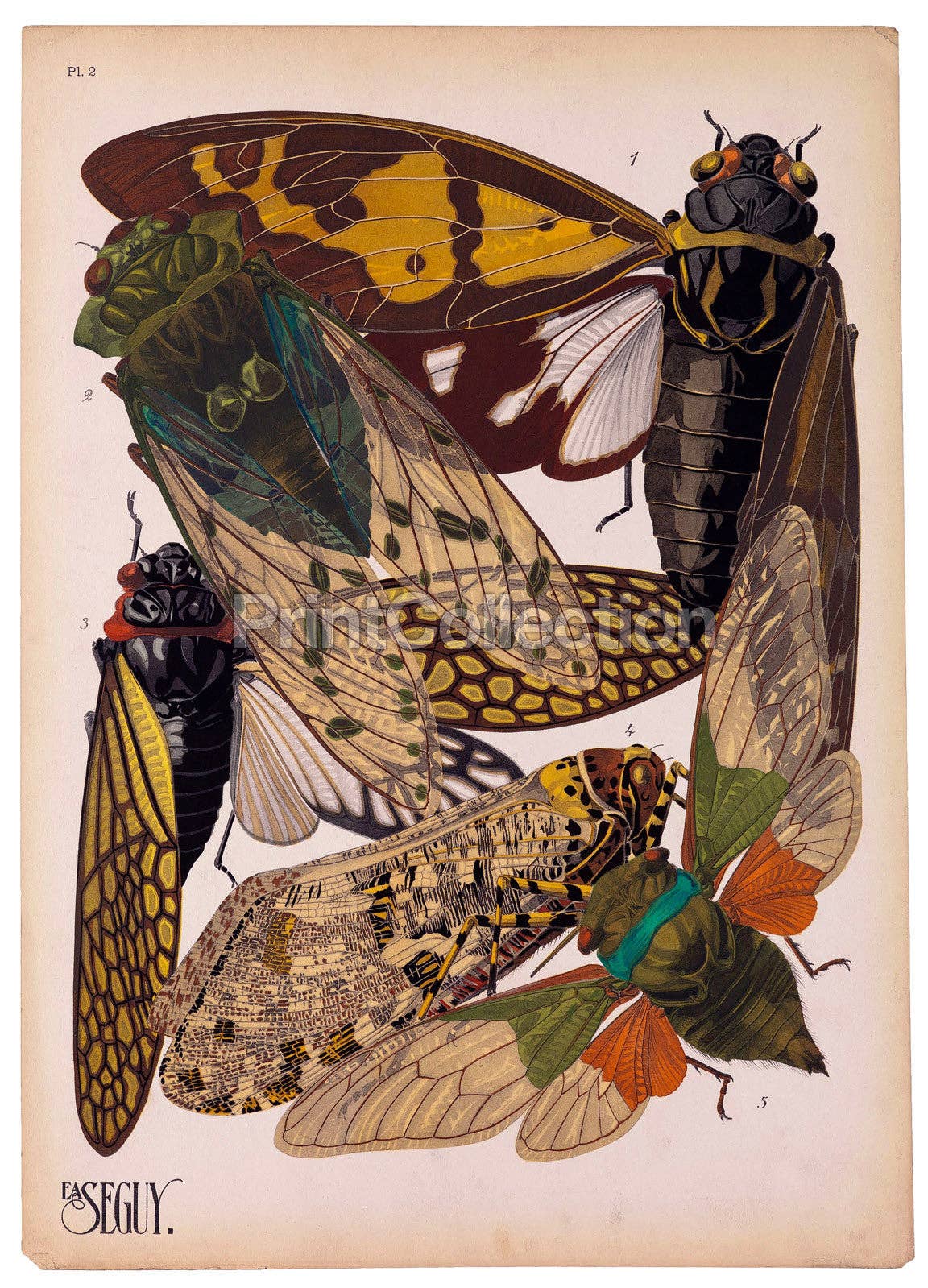 Insects Plate 2 print