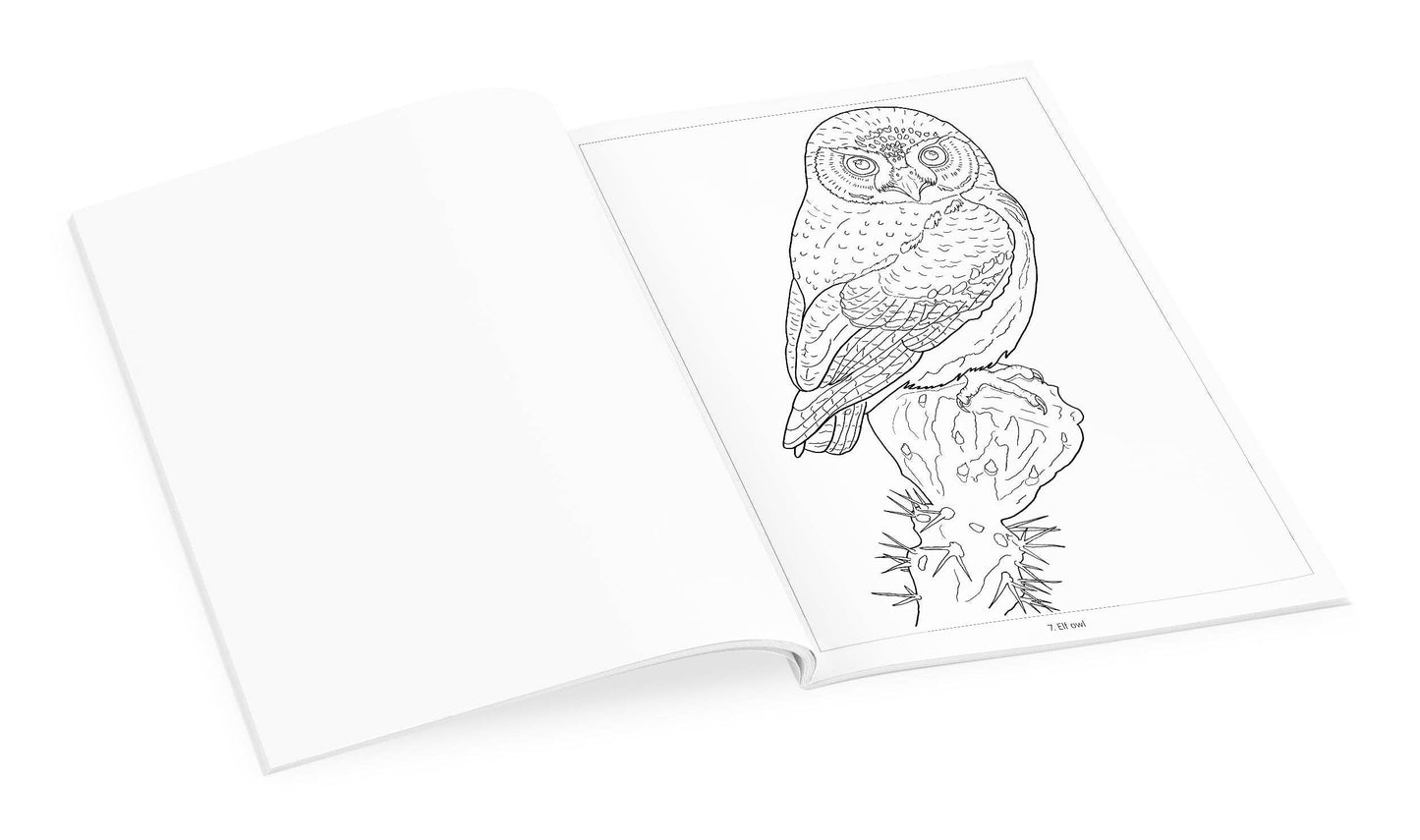 Owls Coloring Book
