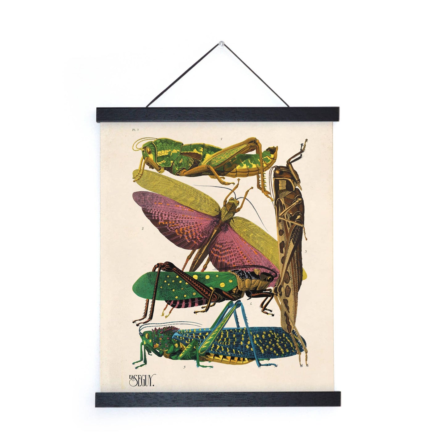 Vintage Seguy Grasshopper print