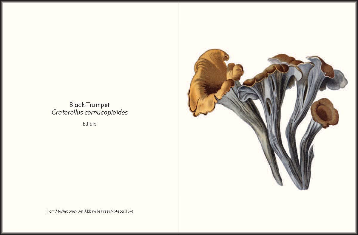 Mushrooms Notecards Set
