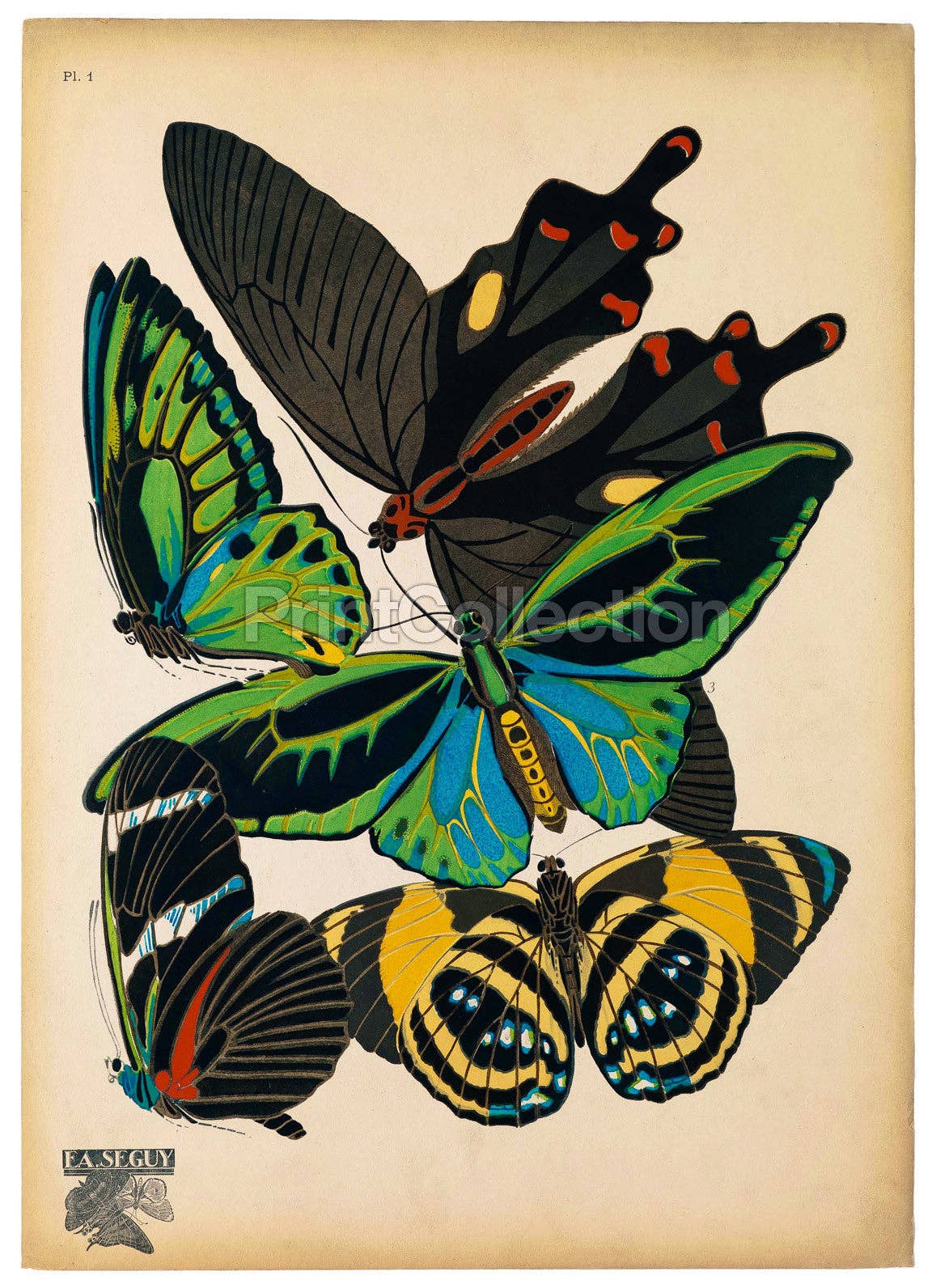 Butterflies Plate 1 print
