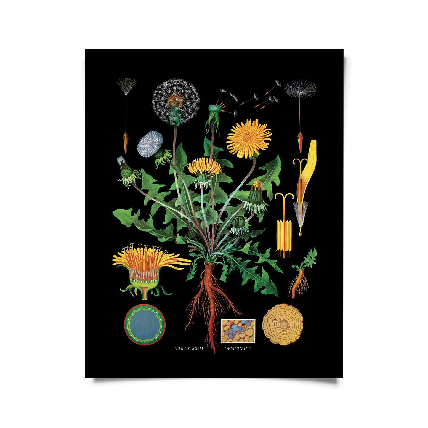 Vintage Botanical Black Dandelion print