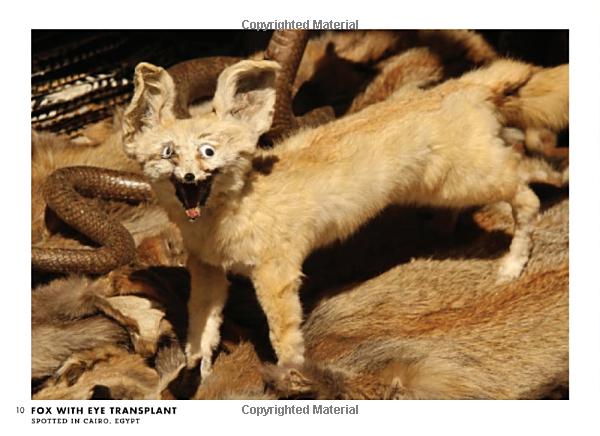 Crap Taxidermy book