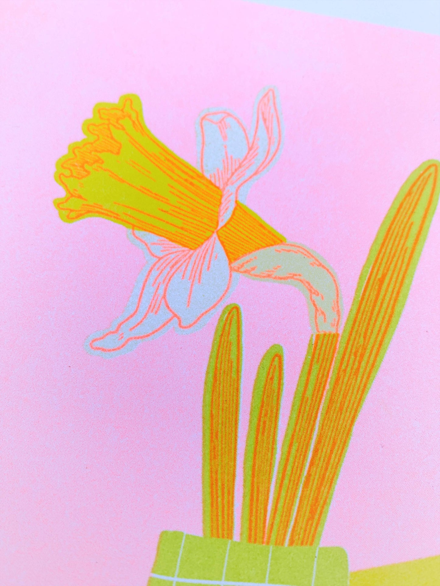 Daffodil 8.5x11"