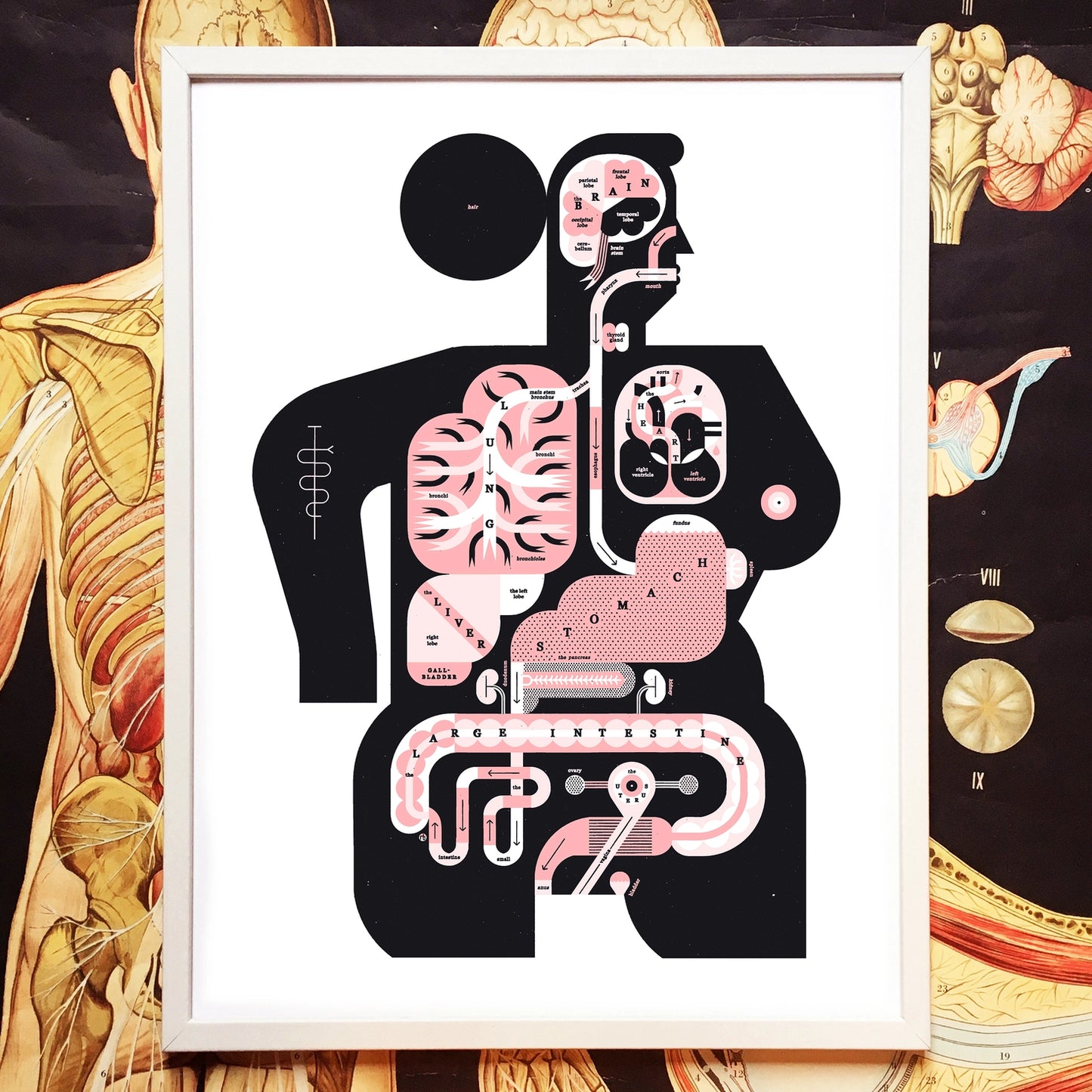 Female Anatomy print
