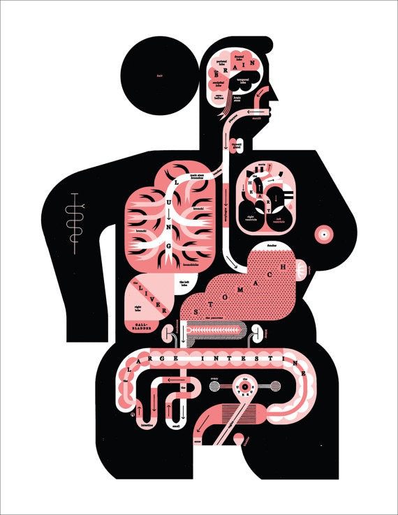 Female Anatomy print