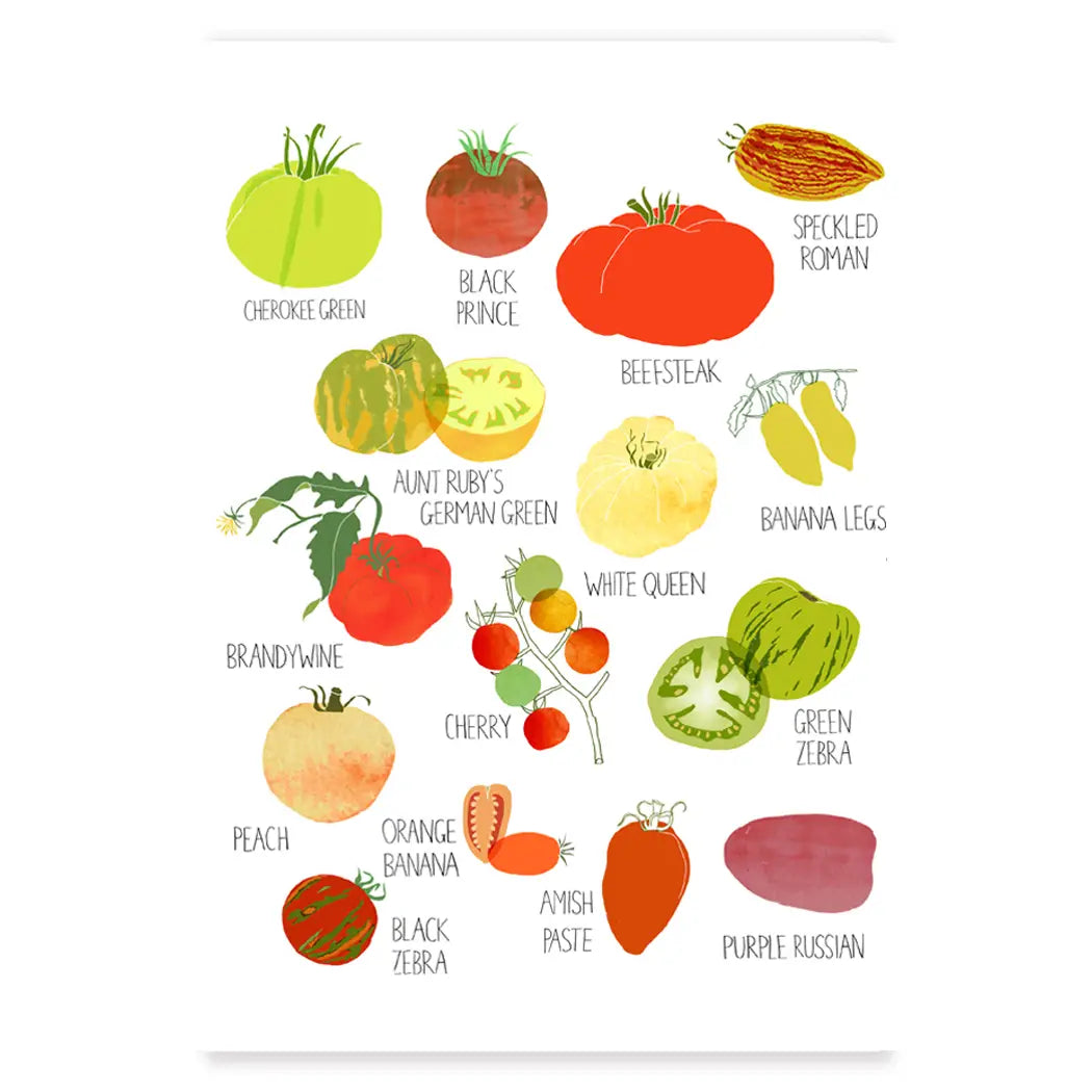 Tomato Varieties 9x12"