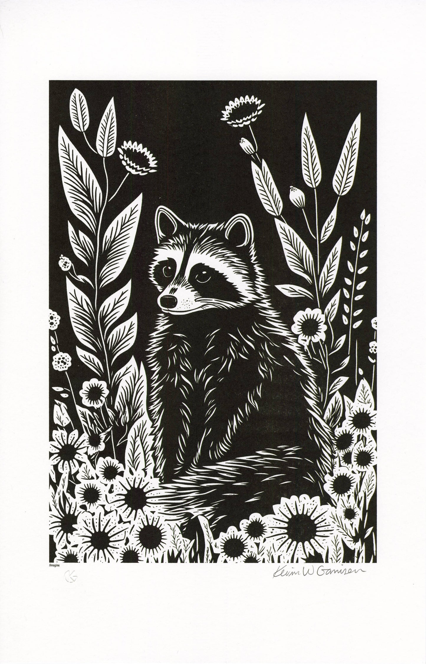 Wildlife Raccoon 11x17" print