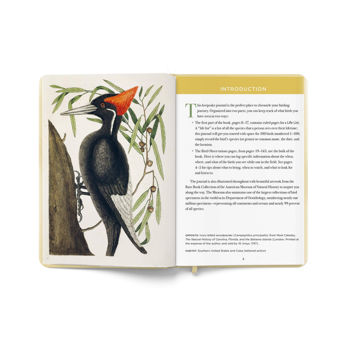 The Birdwatcher's Field Journal