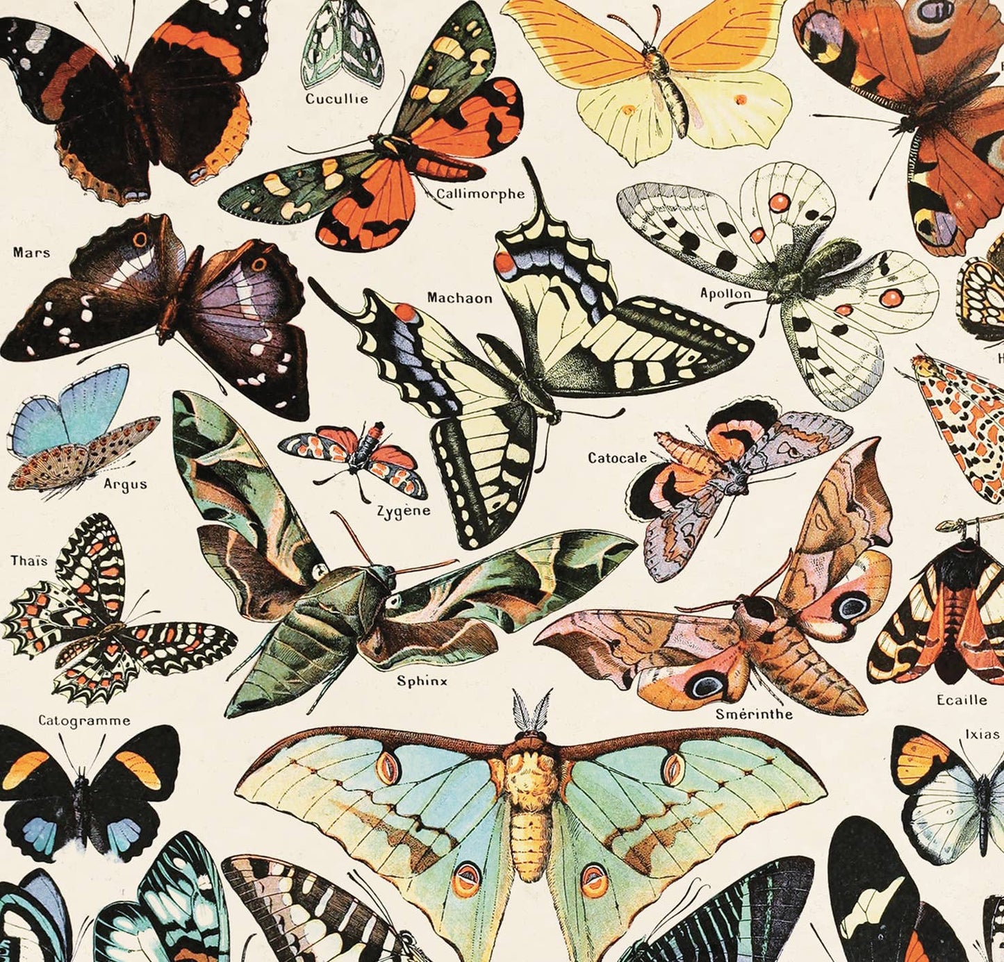 Vintage Millot Butterfly print