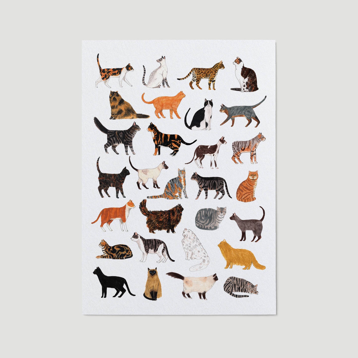 Cat Breeds Print
