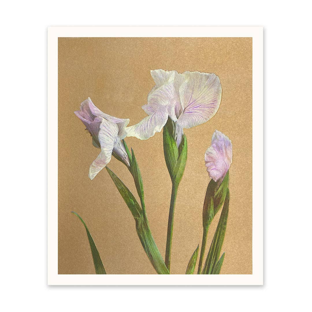 Vintage Iris print