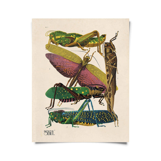 Vintage Seguy Grasshopper print