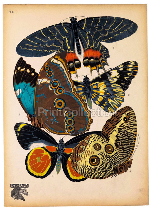 Butterflies Plate 2 print