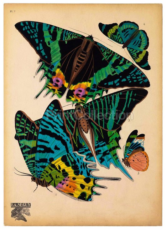 Butterflies Plate 7 Print
