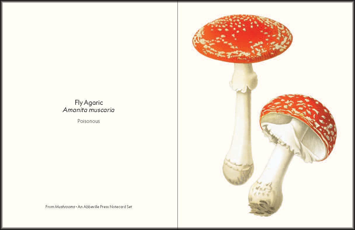 Mushrooms Notecards Set