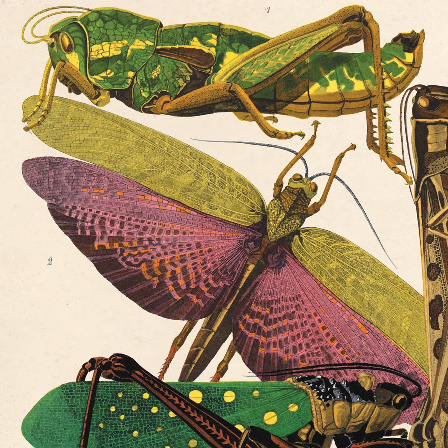 Vintage Seguy Grasshopper print