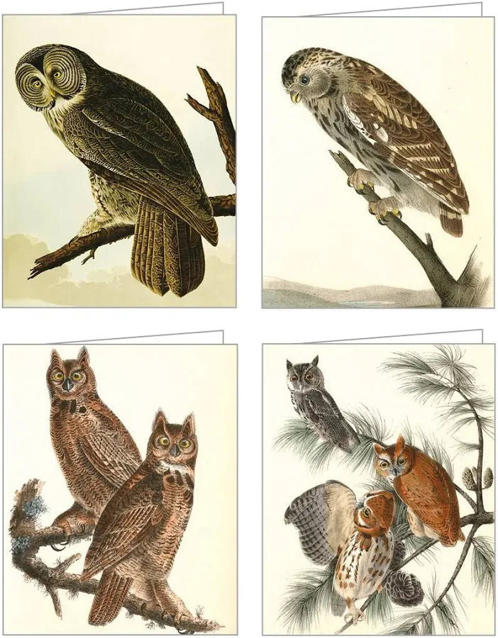 Audubon Owls Boxed Cards