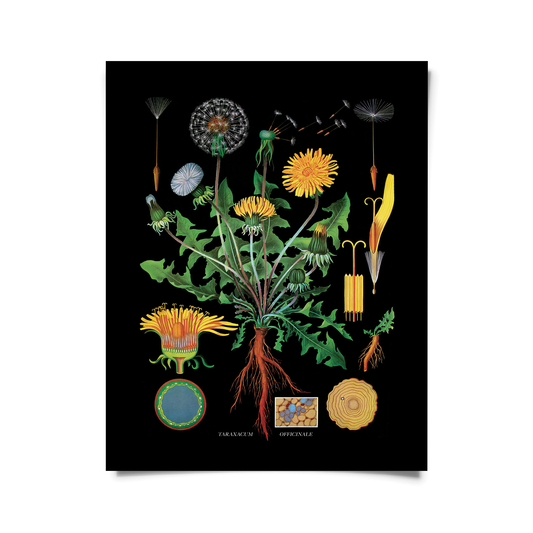 Vintage Botanical Black Dandelion print