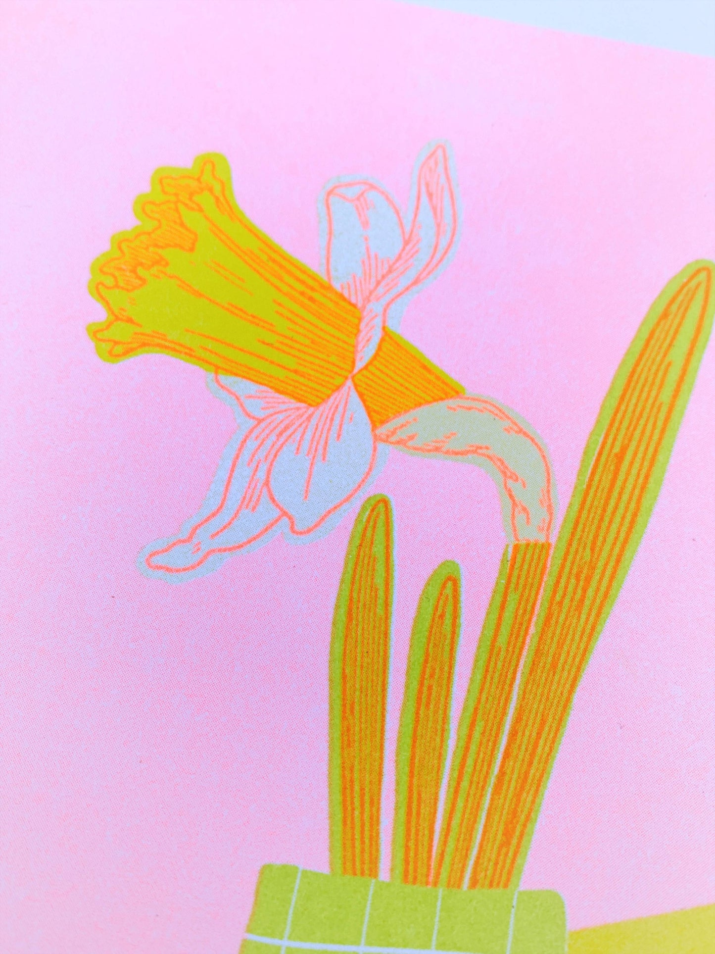 Daffodil 8.5x11"