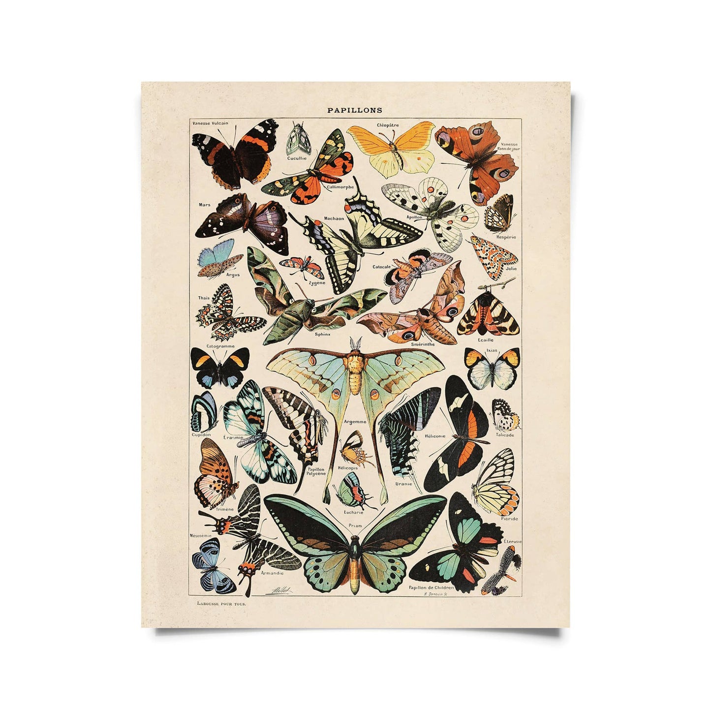 Vintage Millot Butterfly print