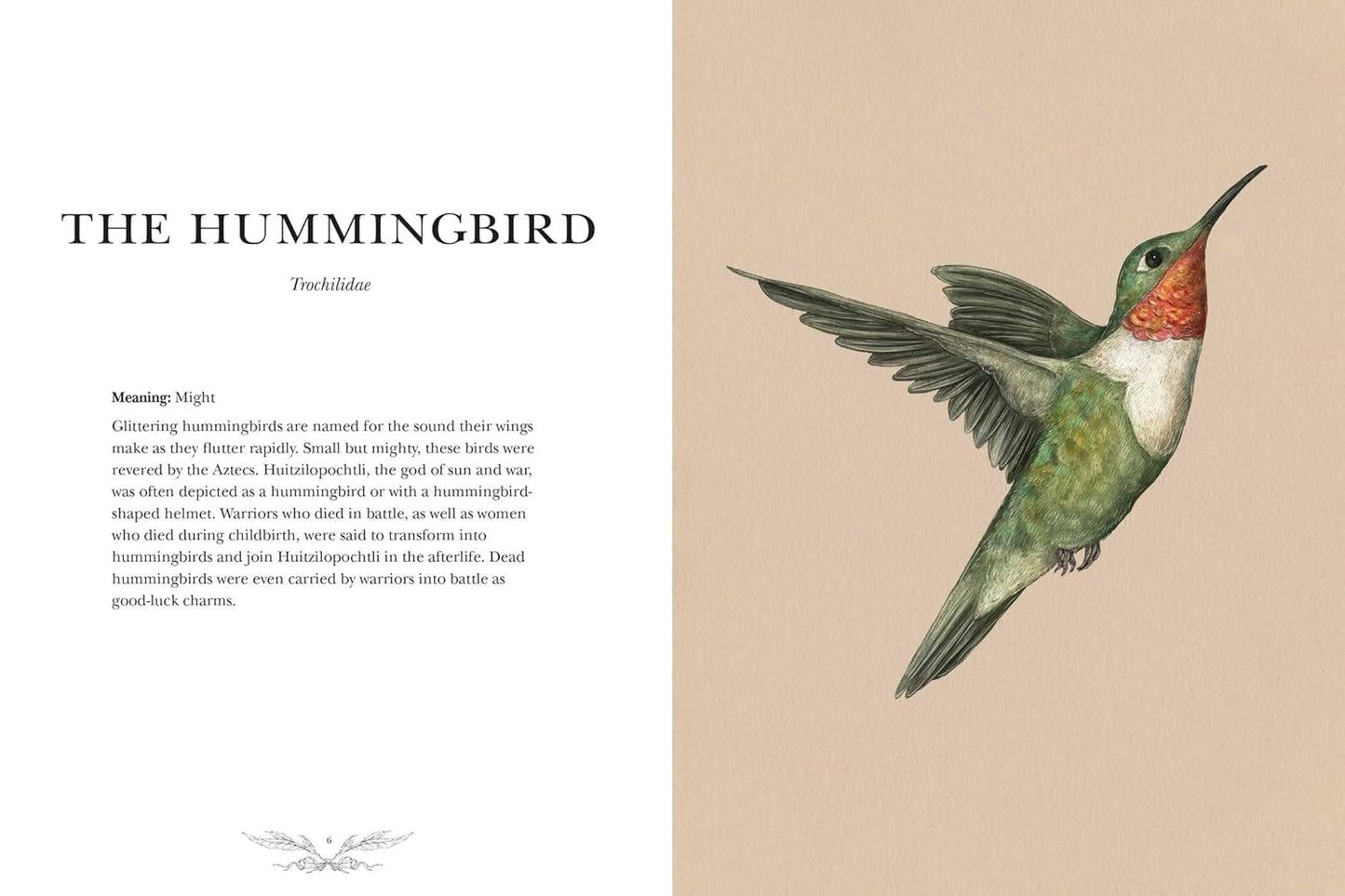 Ornithography book