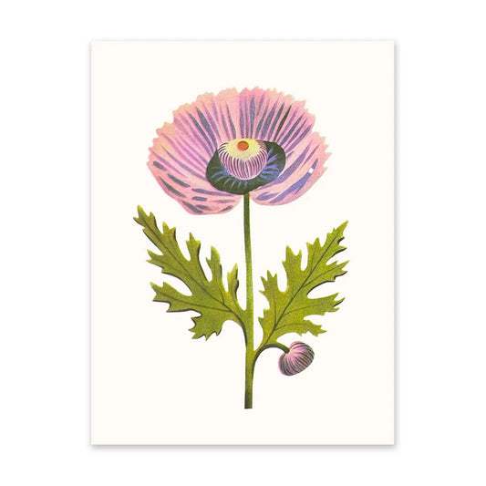 Purple Poppy print
